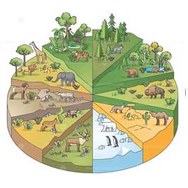 Environmental Impact